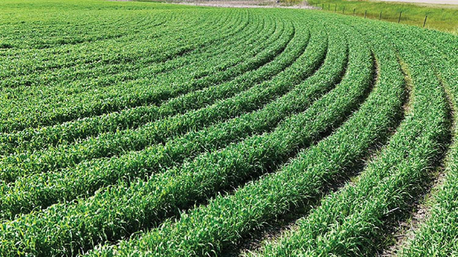 Crops south of Moosomin on June 25.
